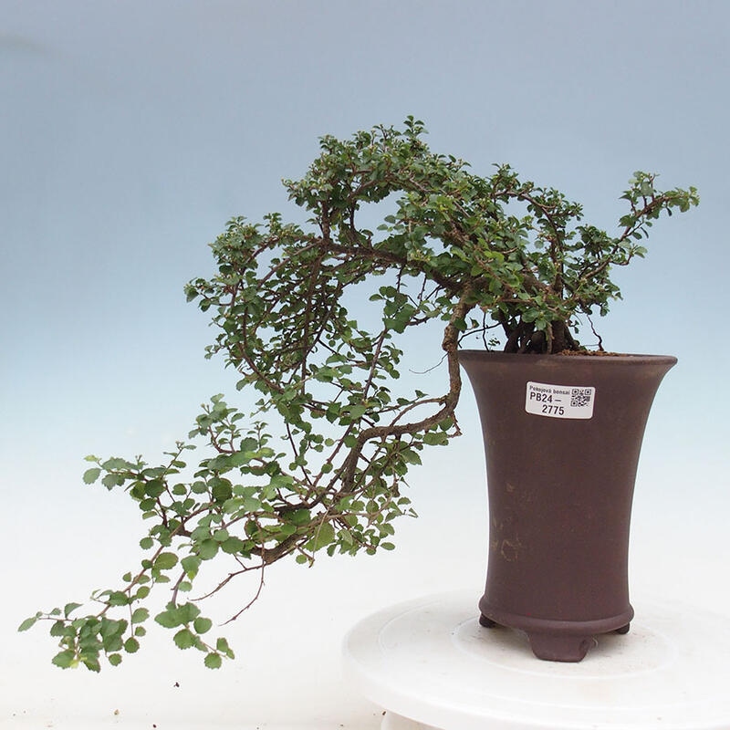 Izbová bonsai - Grewia sp. - Grewie malolistá