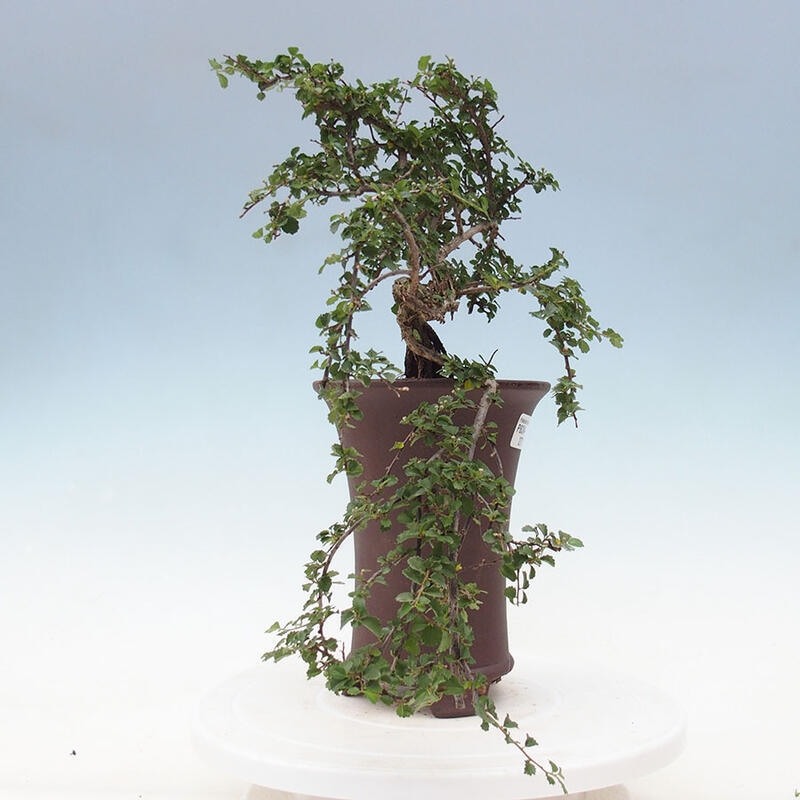 Izbová bonsai - Grewia sp. - Grewie malolistá