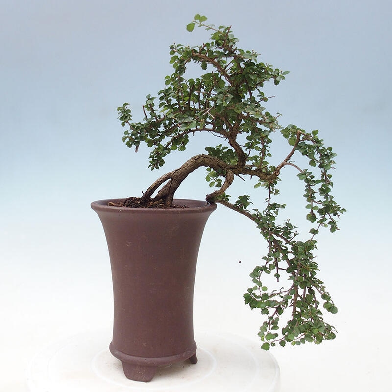 Izbová bonsai - Grewia sp. - Grewie malolistá