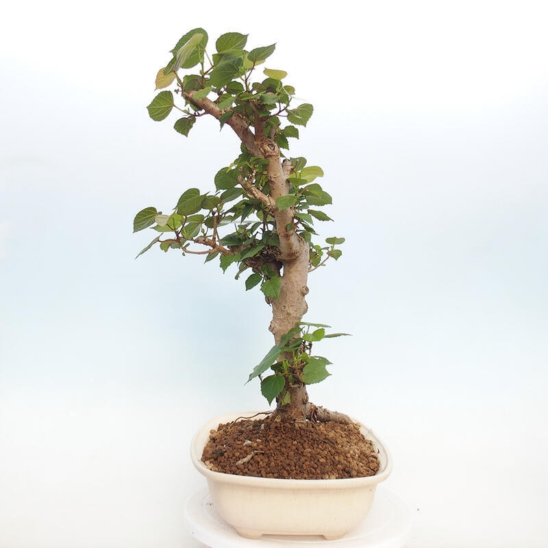 Izbová bonsai - Hibiscus tiliaceus - Ibištek lipovitý, morský