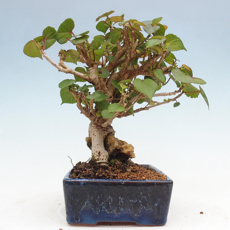 Izbová bonsai - Hibiscus tiliaceus - Ibištek lipovitý, morský