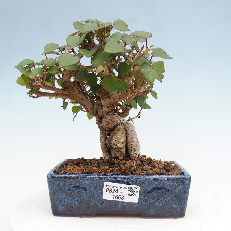 Izbová bonsai - Hibiscus tiliaceus - Ibištek lipovitý, morský