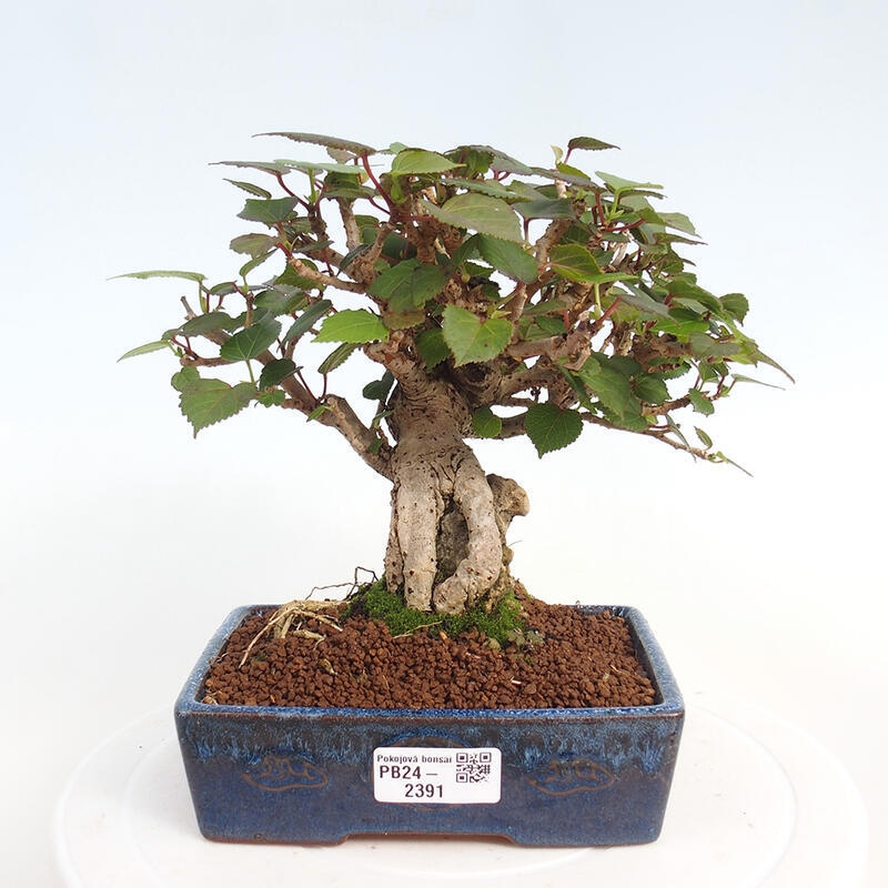 Izbová bonsai - Hibiscus tiliaceus - Ibištek lipovitý, morský