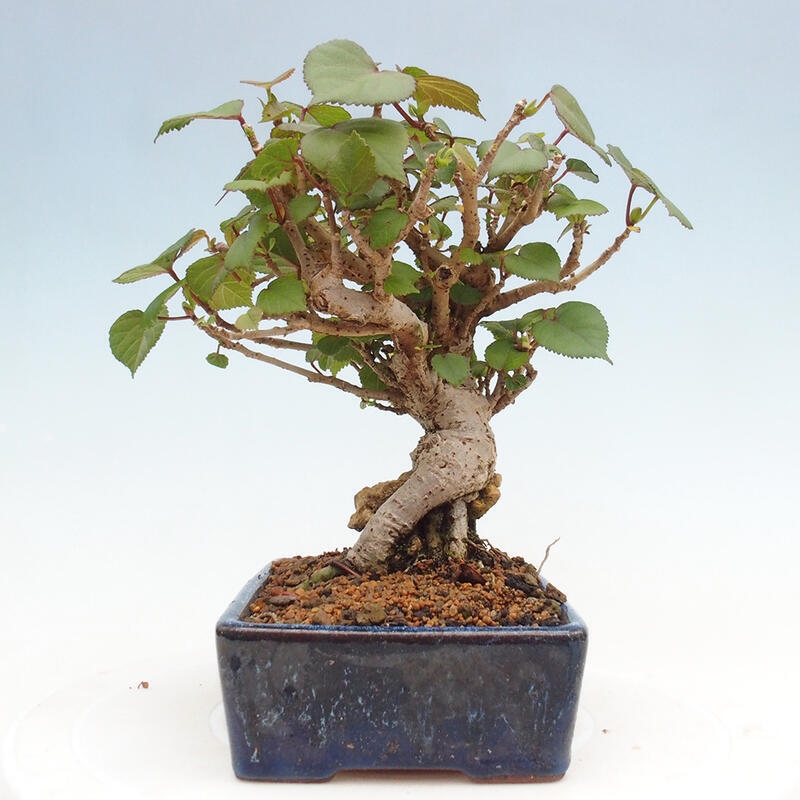 Izbová bonsai - Hibiscus tiliaceus - Ibištek lipovitý, morský