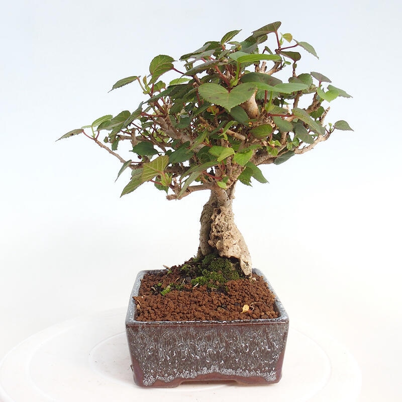 Izbová bonsai - Hibiscus tiliaceus - Ibištek lipovitý, morský