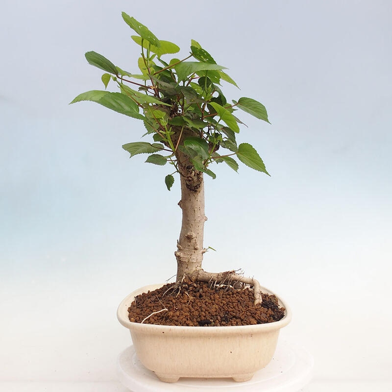 Izbová bonsai - Hibiscus tiliaceus - Ibištek lipovitý, morský