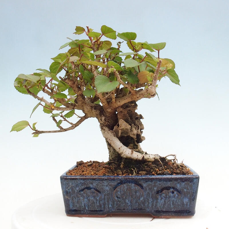 Izbová bonsai - Hibiscus tiliaceus - Ibištek lipovitý, morský