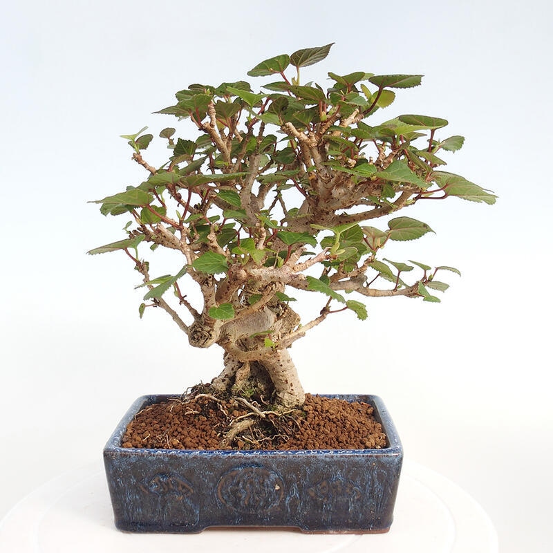 Izbová bonsai - Hibiscus tiliaceus - Ibištek lipovitý, morský