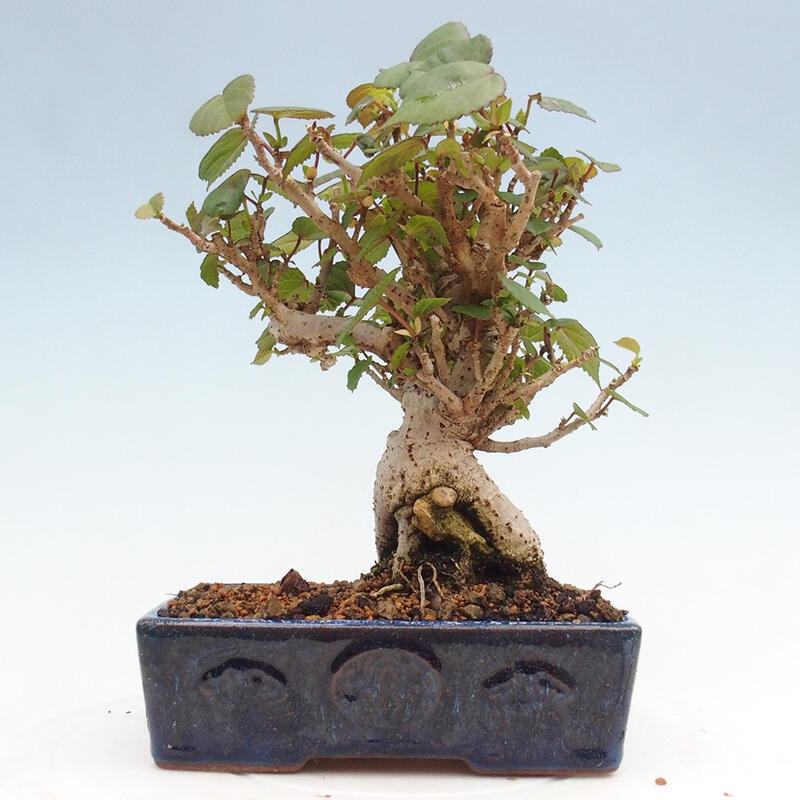 Izbová bonsai - Hibiscus tiliaceus - Ibištek lipovitý, morský