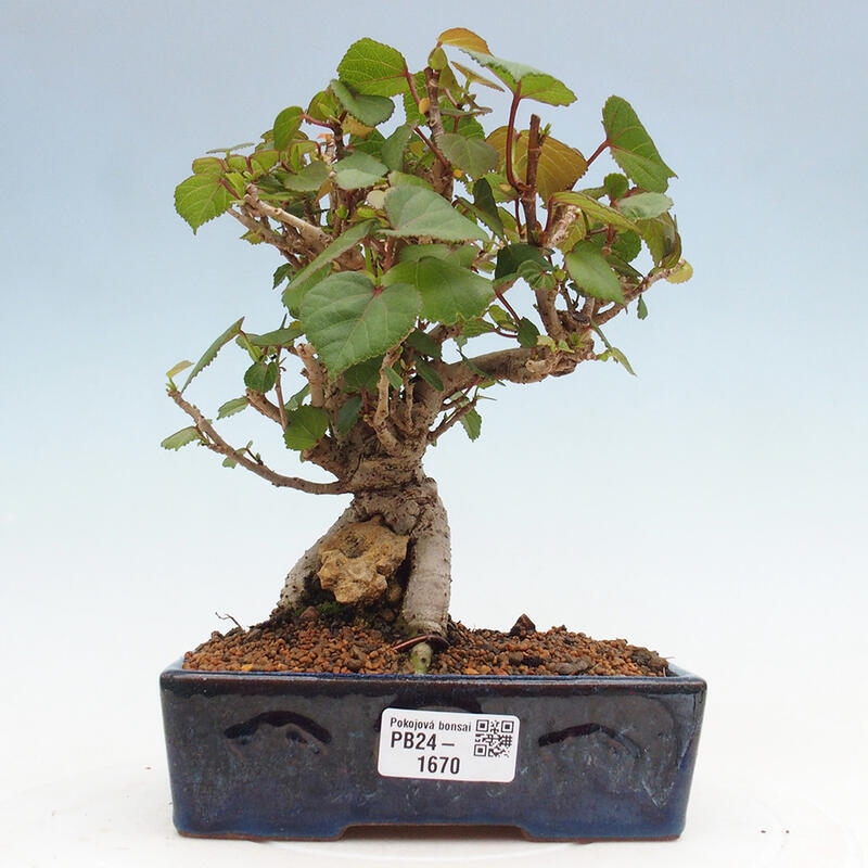 Izbová bonsai - Hibiscus tiliaceus - Ibištek lipovitý, morský