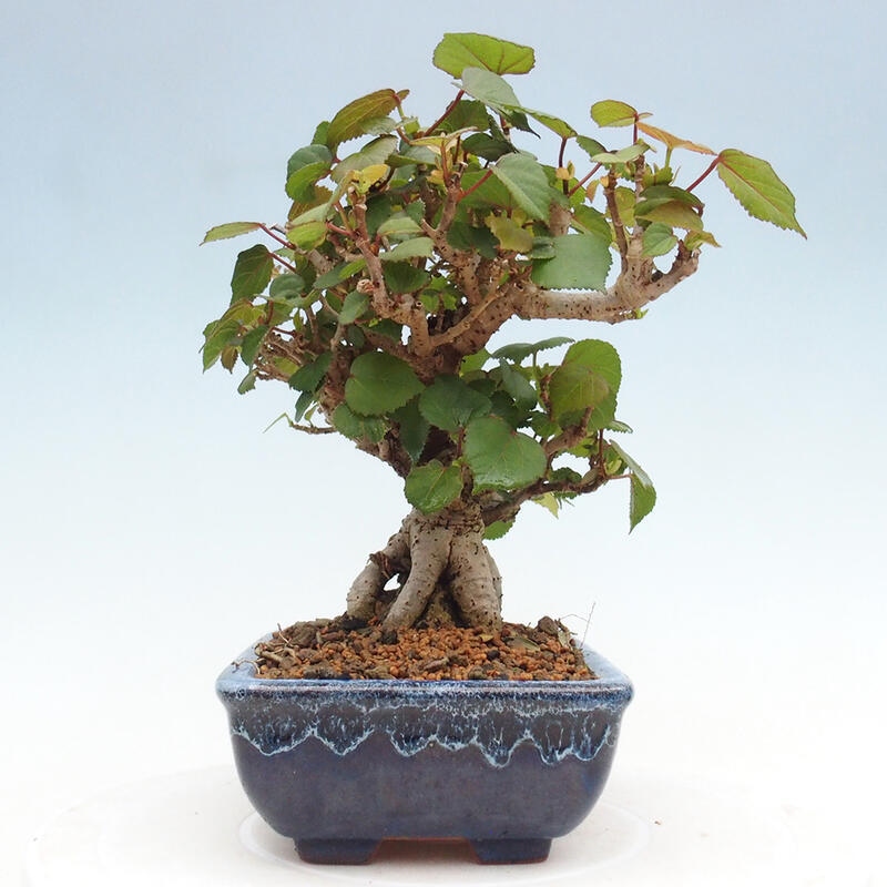 Izbová bonsai - Hibiscus tiliaceus - Ibištek lipovitý, morský