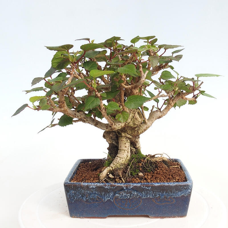 Izbová bonsai - Hibiscus tiliaceus - Ibištek lipovitý, morský