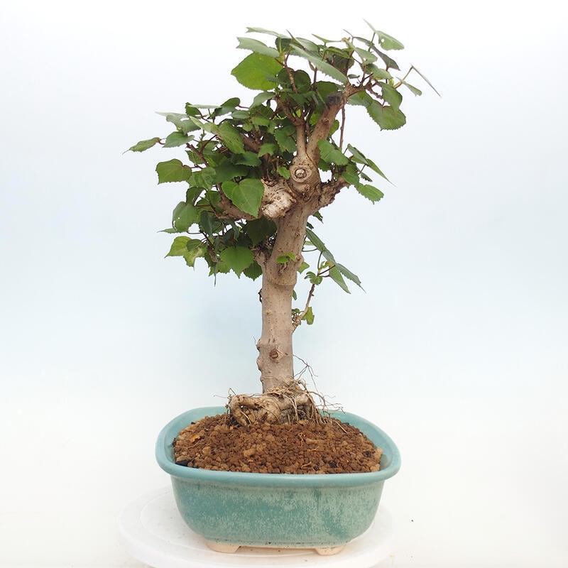 Izbová bonsai - Hibiscus tiliaceus - Ibištek lipovitý, morský