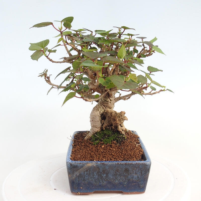 Izbová bonsai - Hibiscus tiliaceus - Ibištek lipovitý, morský