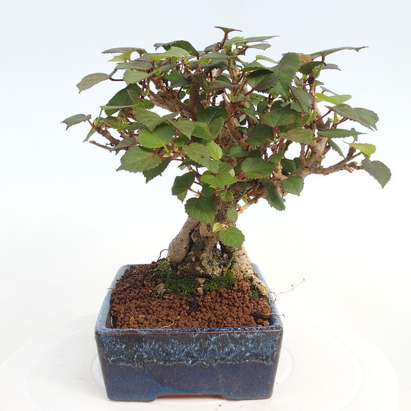 Izbová bonsai - Hibiscus tiliaceus - Ibištek lipovitý, morský