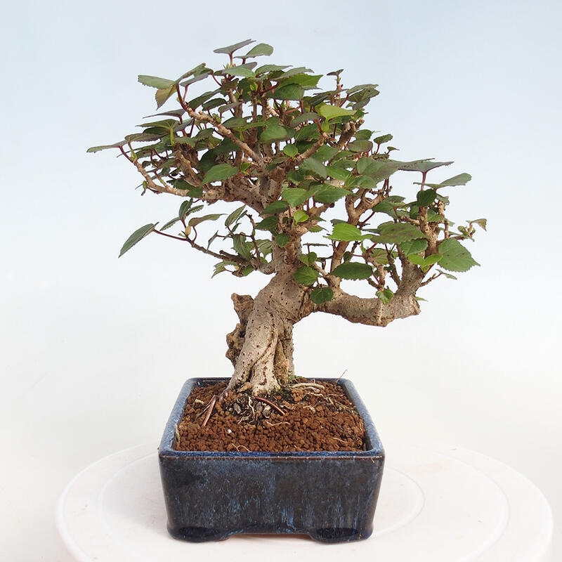 Izbová bonsai - Hibiscus tiliaceus - Ibištek lipovitý, morský