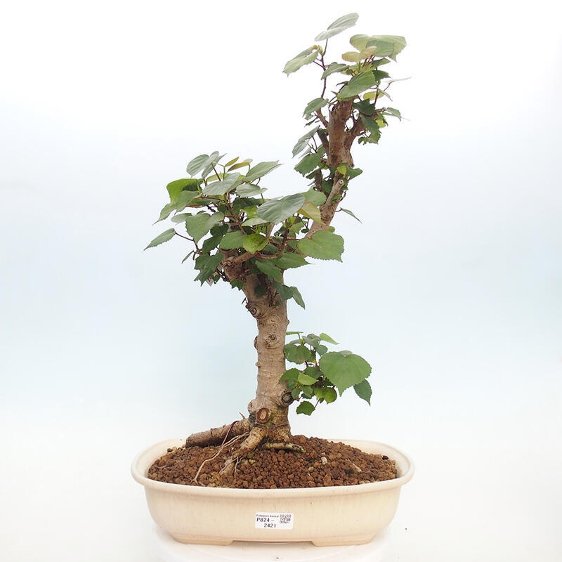 Izbová bonsai - Hibiscus tiliaceus - Ibištek lipovitý, morský