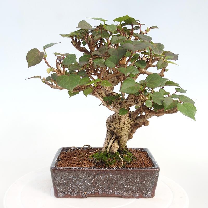 Izbová bonsai - Hibiscus tiliaceus - Ibištek lipovitý, morský