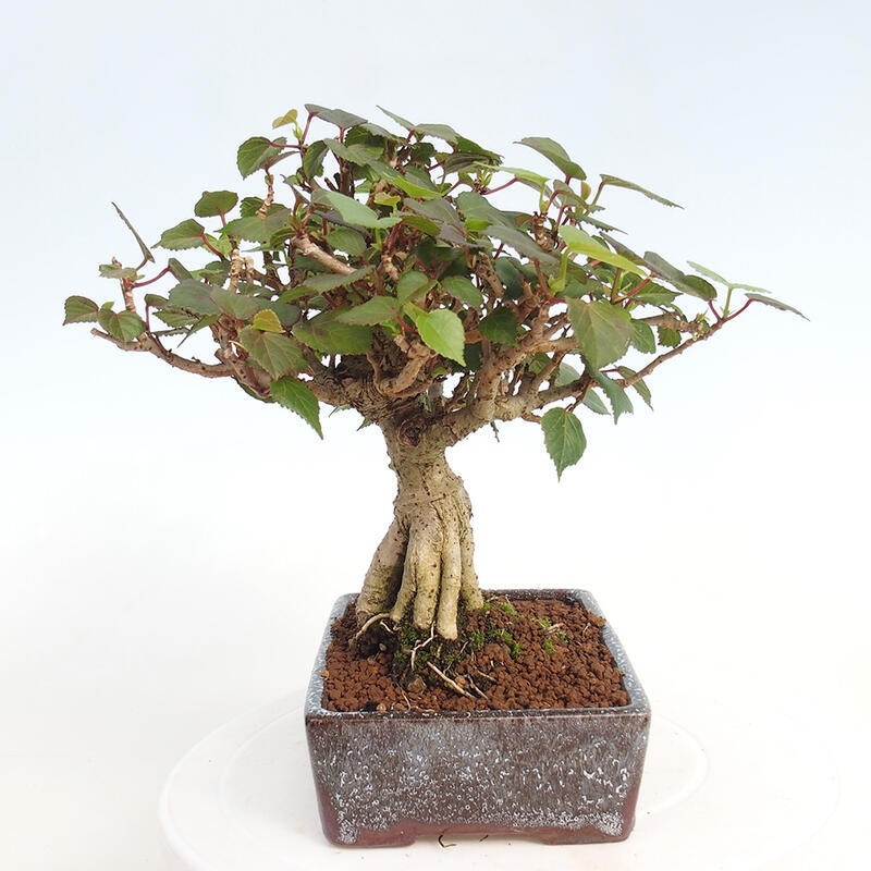 Izbová bonsai - Hibiscus tiliaceus - Ibištek lipovitý, morský