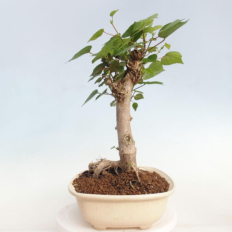 Izbová bonsai - Hibiscus tiliaceus - Ibištek lipovitý, morský