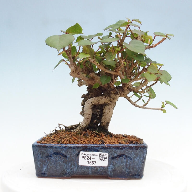 Izbová bonsai - Hibiscus tiliaceus - Ibištek lipovitý, morský