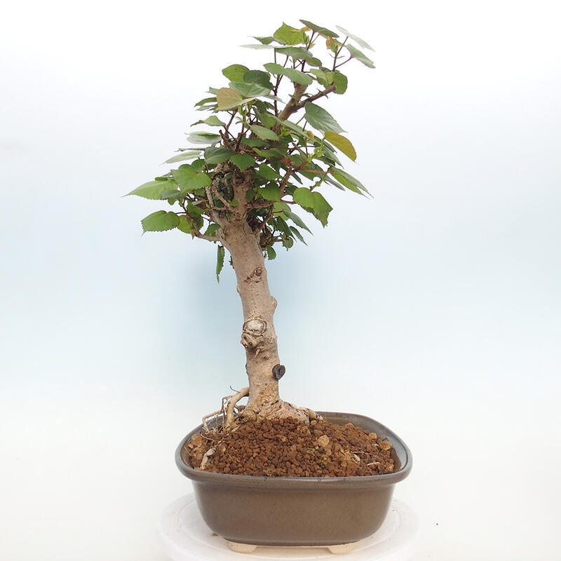 Izbová bonsai - Hibiscus tiliaceus - Ibištek lipovitý, morský