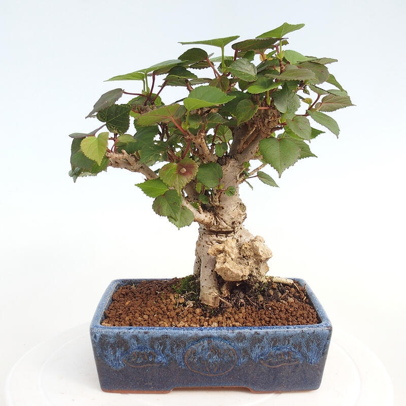 Izbová bonsai - Hibiscus tiliaceus - Ibištek lipovitý, morský