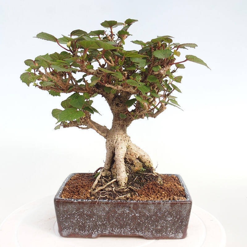 Izbová bonsai - Hibiscus tiliaceus - Ibištek lipovitý, morský