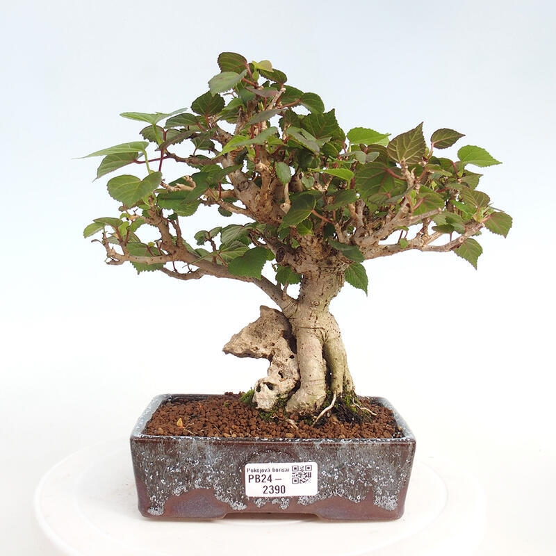 Izbová bonsai - Hibiscus tiliaceus - Ibištek lipovitý, morský