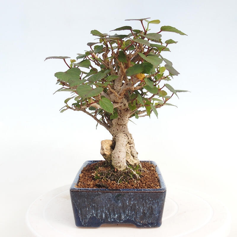 Izbová bonsai - Hibiscus tiliaceus - Ibištek lipovitý, morský