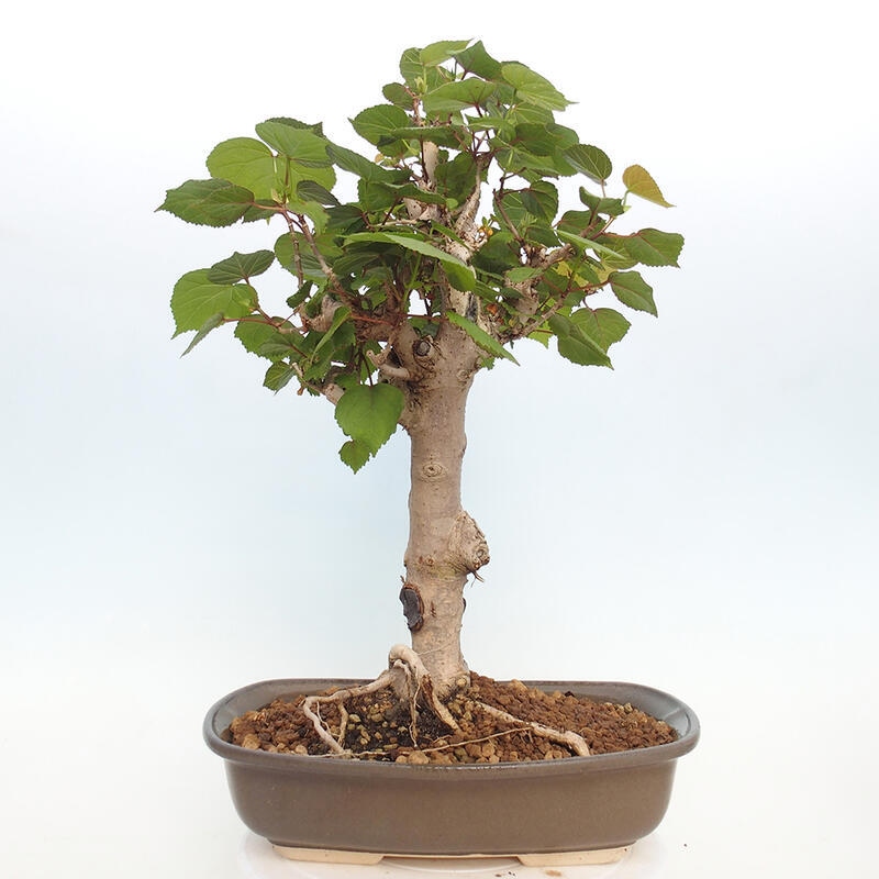 Izbová bonsai - Hibiscus tiliaceus - Ibištek lipovitý, morský