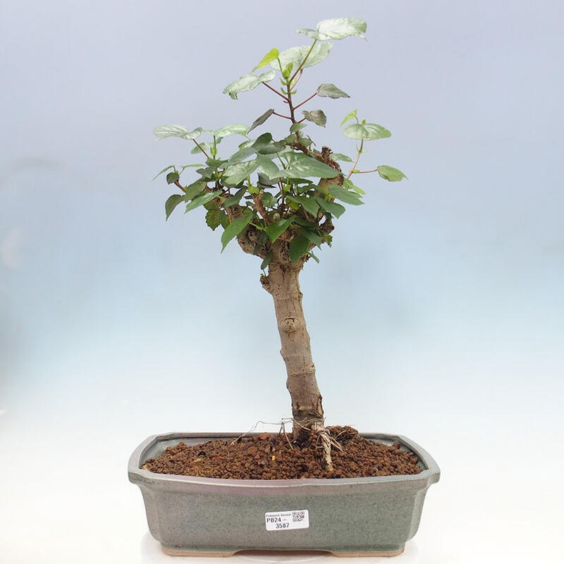 Izbová bonsai - Hibiscus tiliaceus - Ibištek lipovitý, morský + kniha SUISEKI Zadarmo