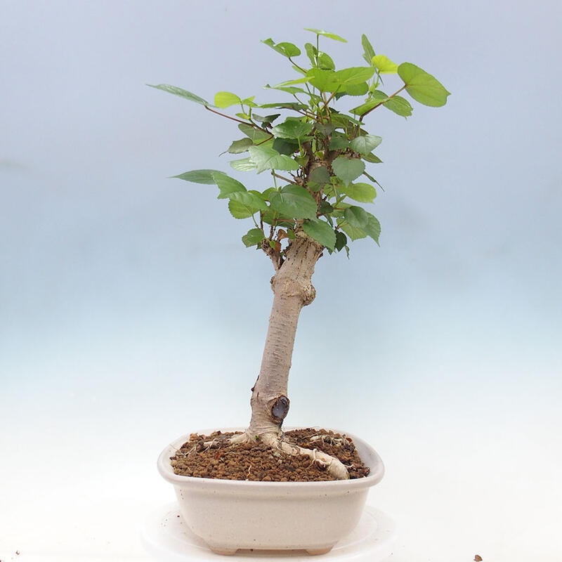 Izbová bonsai - Hibiscus tiliaceus - Ibištek lipovitý, morský + kniha SUISEKI Zadarmo