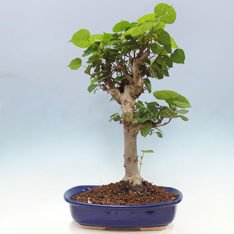 Izbová bonsai - Hibiscus tiliaceus - Ibištek lipovitý, morský + kniha SUISEKI Zadarmo