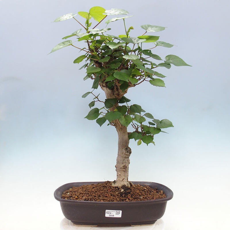 Izbová bonsai - Hibiscus tiliaceus - Ibištek lipovitý, morský + kniha SUISEKI Zadarmo