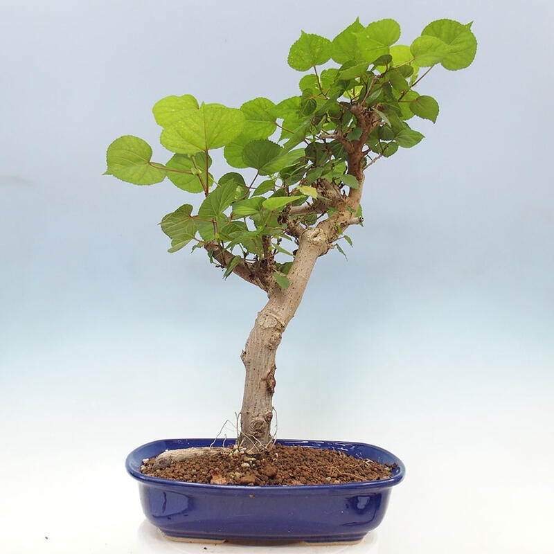 Izbová bonsai - Hibiscus tiliaceus - Ibištek lipovitý, morský + kniha SUISEKI Zadarmo