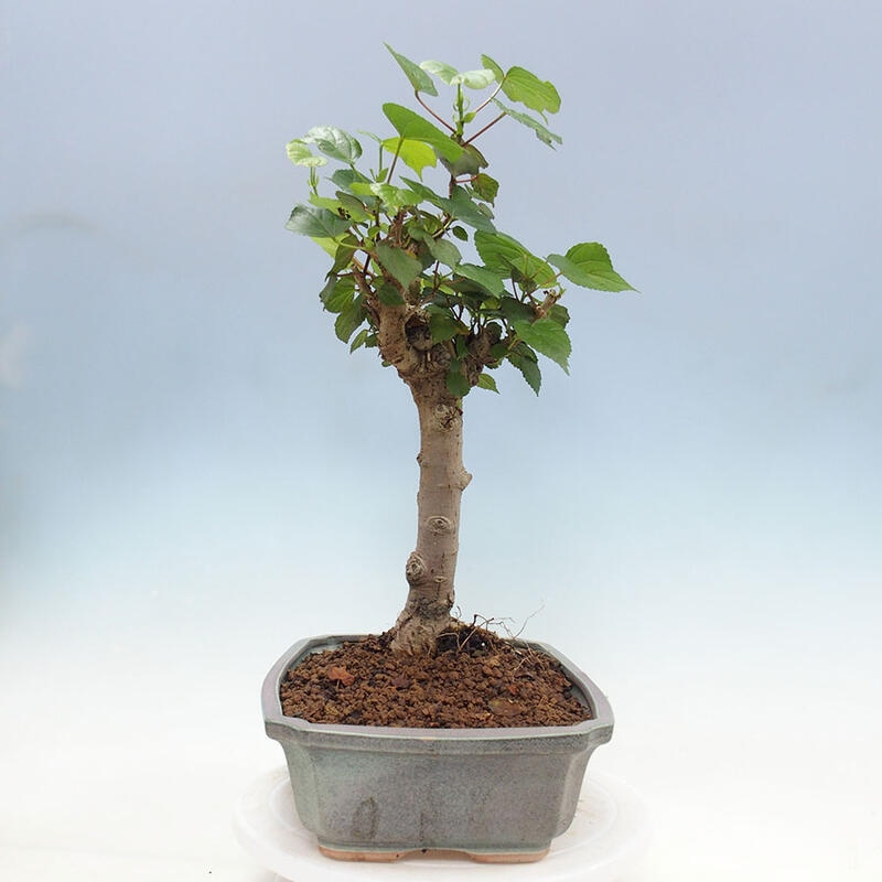 Izbová bonsai - Hibiscus tiliaceus - Ibištek lipovitý, morský + kniha SUISEKI Zadarmo