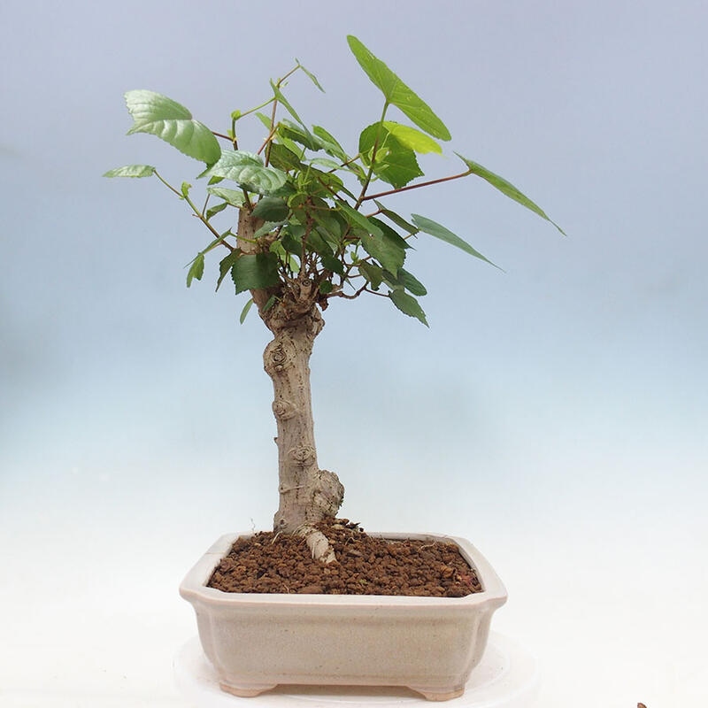 Izbová bonsai - Hibiscus tiliaceus - Ibištek lipovitý, morský + kniha SUISEKI Zadarmo