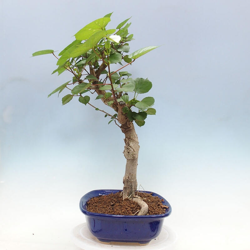 Izbová bonsai - Hibiscus tiliaceus - Ibištek lipovitý, morský + kniha SUISEKI Zadarmo