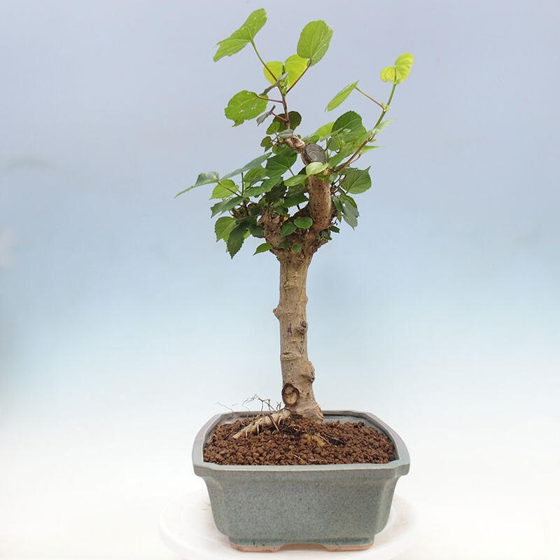 Izbová bonsai - Hibiscus tiliaceus - Ibištek lipovitý, morský + kniha SUISEKI Zadarmo