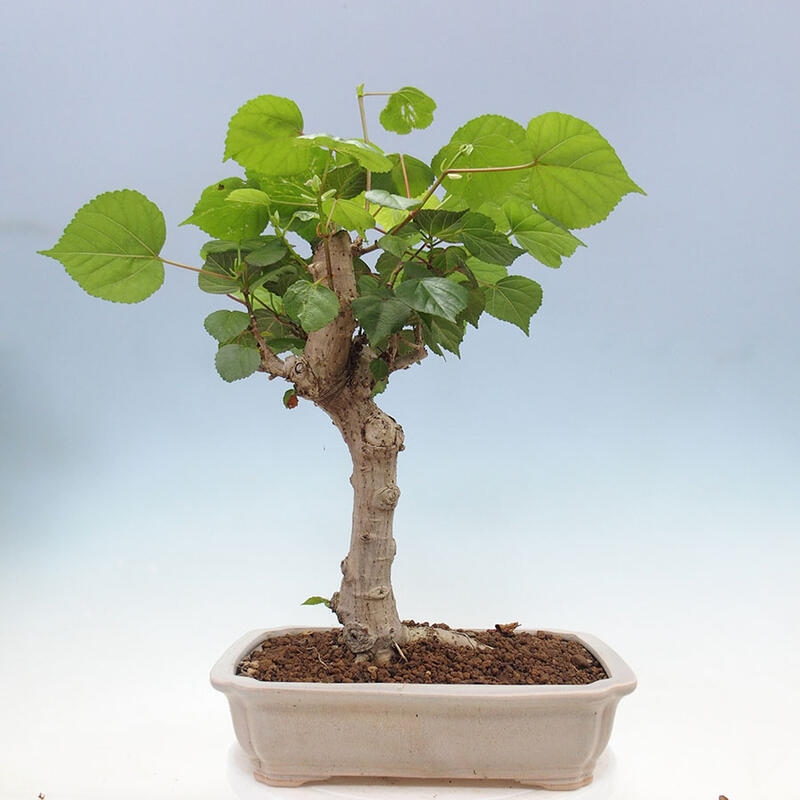 Izbová bonsai - Hibiscus tiliaceus - Ibištek lipovitý, morský + kniha SUISEKI Zadarmo