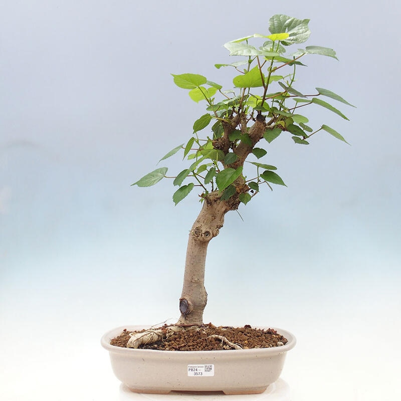 Izbová bonsai - Hibiscus tiliaceus - Ibištek lipovitý, morský + kniha SUISEKI Zadarmo