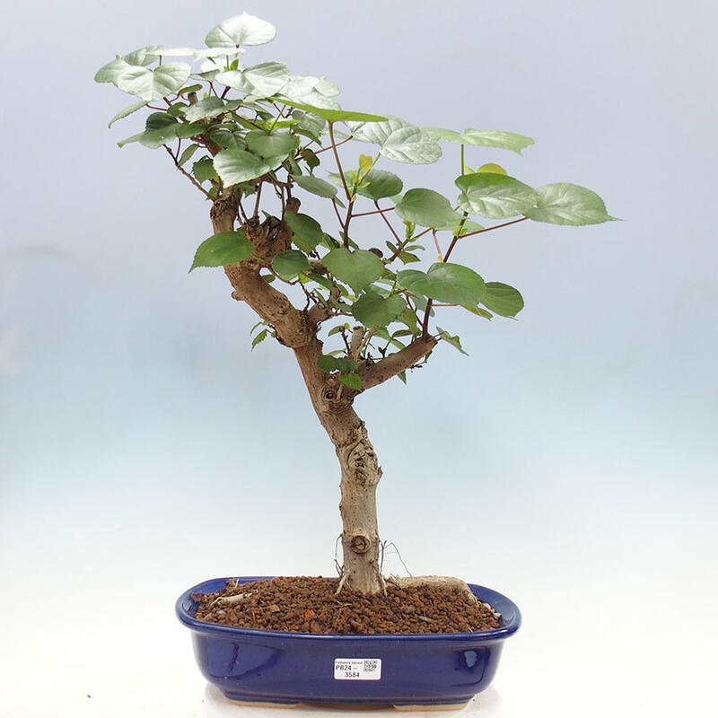 Izbová bonsai - Hibiscus tiliaceus - Ibištek lipovitý, morský + kniha SUISEKI Zadarmo