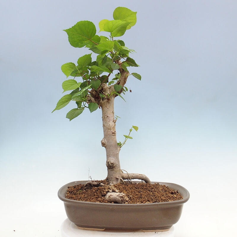 Izbová bonsai - Hibiscus tiliaceus - Ibištek lipovitý, morský + kniha SUISEKI Zadarmo