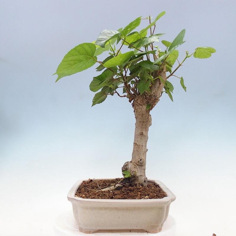 Izbová bonsai - Hibiscus tiliaceus - Ibištek lipovitý, morský + kniha SUISEKI Zadarmo