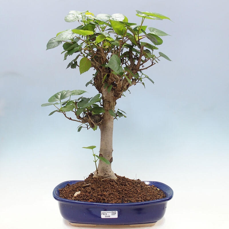 Izbová bonsai - Hibiscus tiliaceus - Ibištek lipovitý, morský + kniha SUISEKI Zadarmo