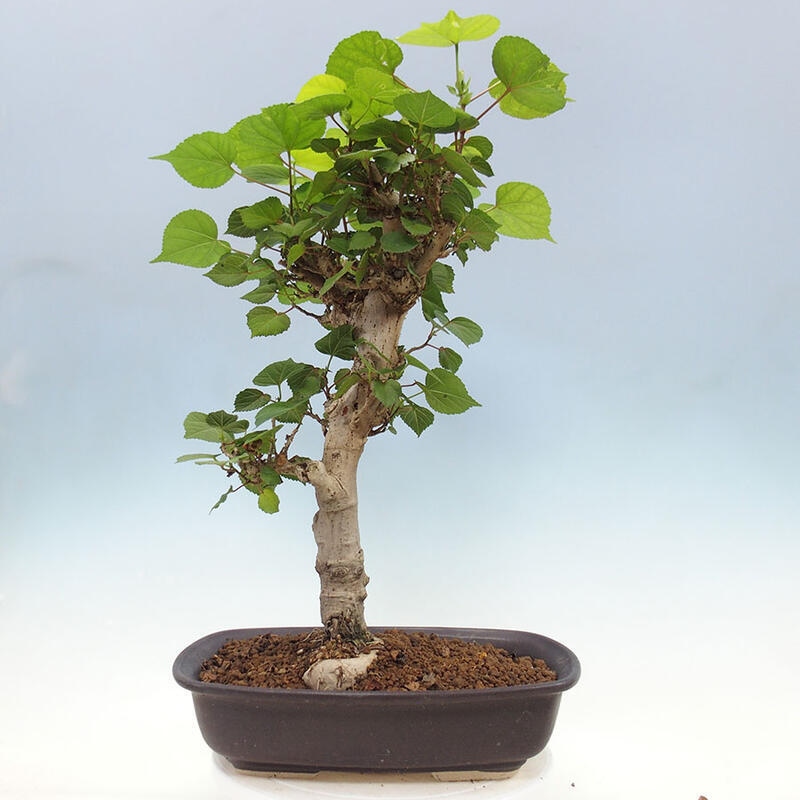 Izbová bonsai - Hibiscus tiliaceus - Ibištek lipovitý, morský + kniha SUISEKI Zadarmo