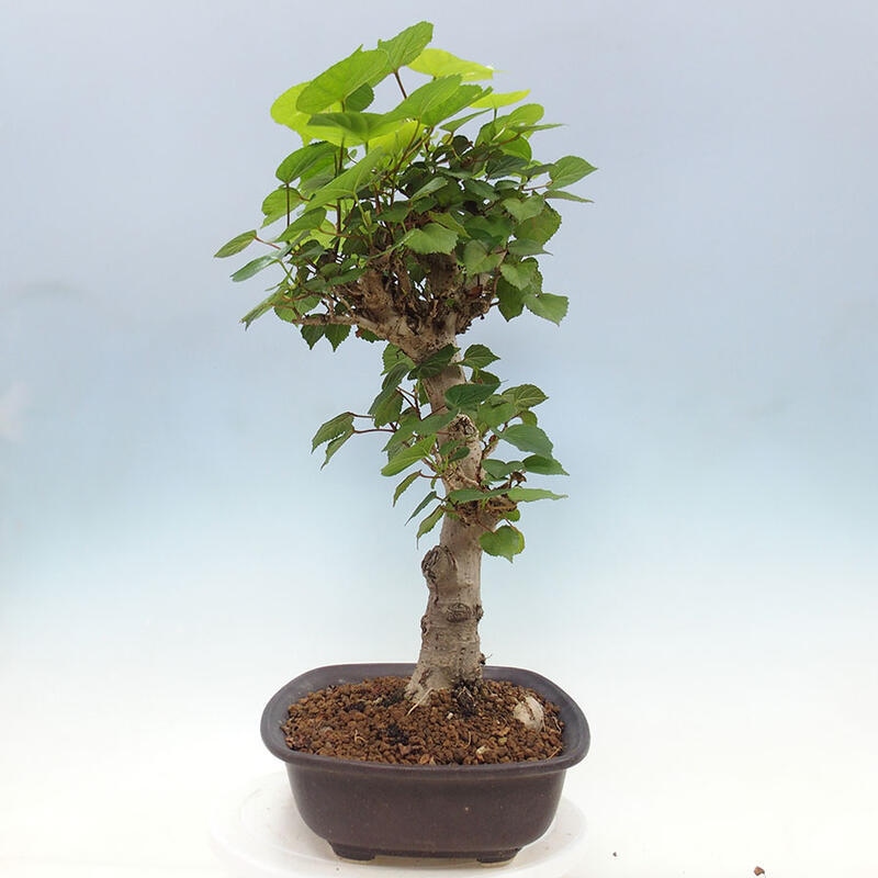 Izbová bonsai - Hibiscus tiliaceus - Ibištek lipovitý, morský + kniha SUISEKI Zadarmo