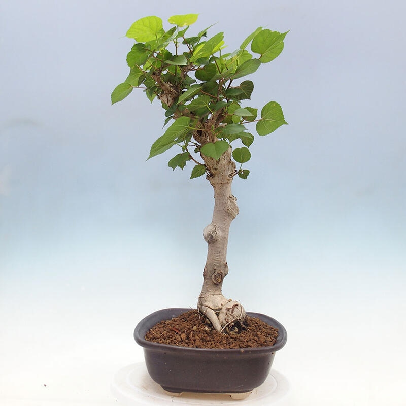 Izbová bonsai - Hibiscus tiliaceus - Ibištek lipovitý, morský + kniha SUISEKI Zadarmo