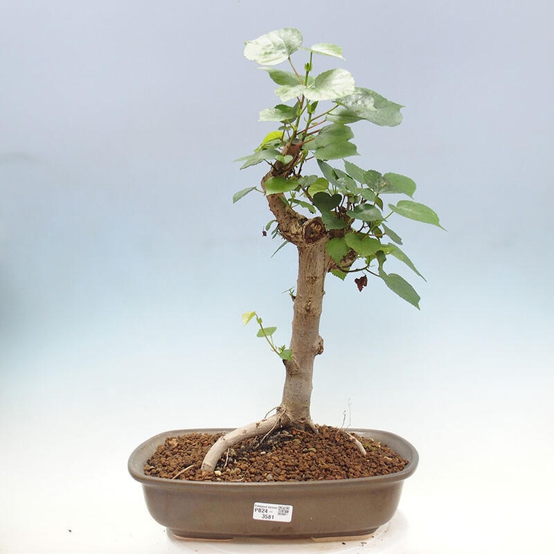 Izbová bonsai - Hibiscus tiliaceus - Ibištek lipovitý, morský + kniha SUISEKI Zadarmo